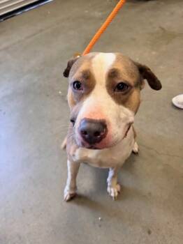 Pit Bull Terrier Dogs Available for Adoption in Ontario, California - KALI | PetCurious