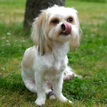 Frida -  Shih Tzu and Poodle Dog for Adoption - Frida | PetCurious