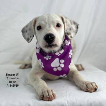 Timber - Local Sept 11-13 -  Labrador Retriever Dog for Adoption in Brookshire, Texas - Timber - Local Sept 11-13 | PetCurious