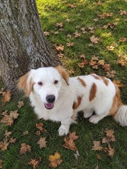 Charlie -  Corgi and Spaniel Dog for Adoption in Ventura, California - Charlie | PetCurious