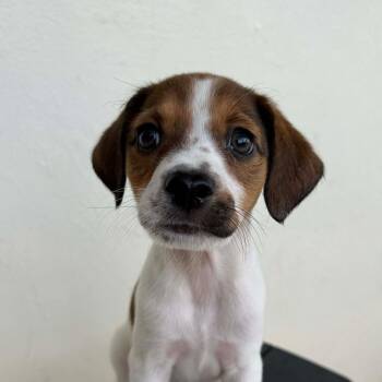 Beagle and Mixed Breed Dogs Available for Adoption in Carmel Hamlet, New York - Jersey (Goldie