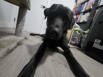 Black Labrador Retriever Dogs Available for Adoption in North Vancouver, British Columbia - Krypto | PetCurious