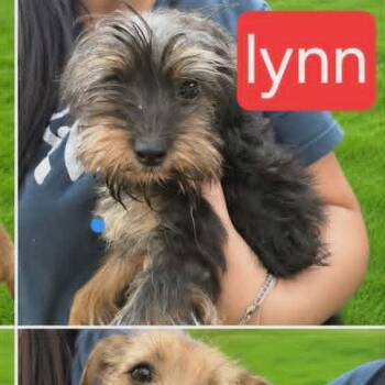 Lynn -  Yorkshire Terrier Dog for Adoption in Fort Worth, Texas - Lynn | PetCurious