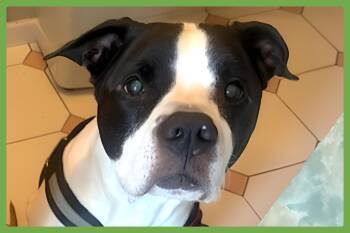 Rescue American Staffordshire Terrier and Boxer Dogs for Adoption in Amherst, Massachusetts - Kalle | PetCurious