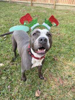 Rescue American Staffordshire Terrier Dogs for Adoption in Spring, Texas - Suzy | PetCurious