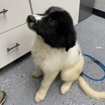 Buck -  Mixed Breed Dog for Adoption in Walker, Michigan - Buck | PetCurious