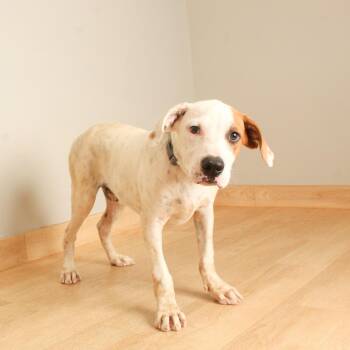 Butterbean D71063 -  American Bulldog and Mixed Breed Dog for Adoption in Minnetonka, Minnesota - Butterbean D71063 | PetCurious