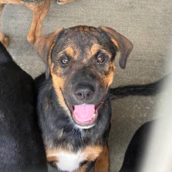 Ricky -  Shepherd and Hound Dog for Adoption in Birmingham, Alabama - Ricky | PetCurious