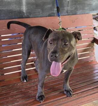 Blue -  Pit Bull Terrier Dog for Adoption in Sheridan, Texas - Blue | PetCurious