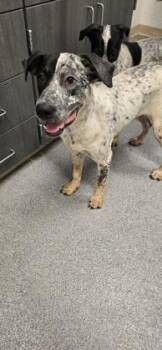 Lavender -  Australian Cattle Dog Blue Heeler and Bluetick Coonhound Dog for Adoption in Daphne, Alabama - Lavender | PetCurious