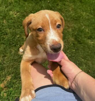 Teddy -  German Shorthaired Pointer and Australian Shepherd Dog for Adoption in Calera, Alabama - Teddy | PetCurious