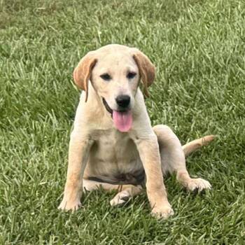 Rescue Yellow Labrador Retriever Dogs for Adoption in Baton Rouge, Louisiana - Wolverine | PetCurious