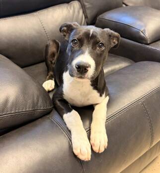 Dustin -  Labrador Retriever and Mixed Breed Dog for Adoption in Blountville, Tennessee - Dustin | PetCurious