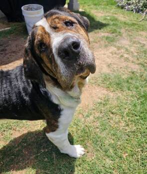 Mastiff Dogs Available for Adoption in Pflugerville, Texas - Lionel | PetCurious
