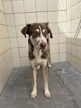 ALLEN -  Husky and Mixed Breed Dog for Adoption in Corpus Christi, Texas - ALLEN | PetCurious