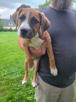 Katie -  Mountain Cur Dog for Adoption in Salamanca, New York - Katie | PetCurious