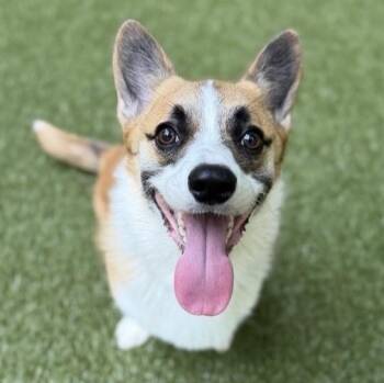 Colby -  Pembroke Welsh Corgi Dog for Adoption in Closter, New Jersey - Colby | PetCurious