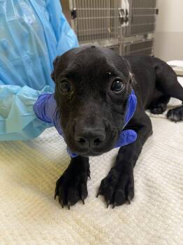 Bounty -  Mixed Breed Dog for Adoption in Raleigh, North Carolina - Bounty | PetCurious