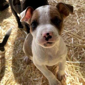 Cattle Dog and Mixed Breed Dogs Available for Adoption - Cicada | PetCurious