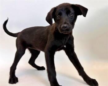 Terrier Dogs Available for Adoption - PUPPET | PetCurious