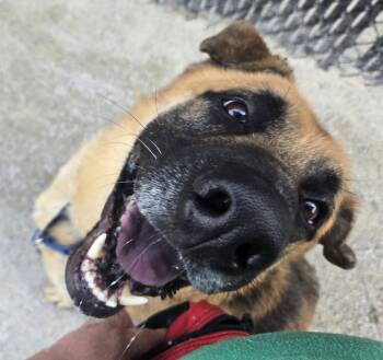 Baloo -  German Shepherd Dog Dog for Adoption in Philadelphia, Pennsylvania - Baloo | PetCurious