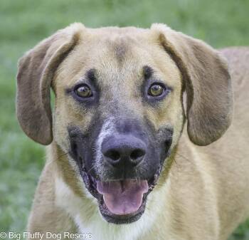 Rescue Beagle and Labrador Retriever Dogs for Adoption in Nashville, Tennessee - Munchie | PetCurious