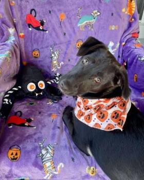 Rescue Terrier and Labrador Retriever Dogs for Adoption in VERNON ROCKVL, Connecticut - Andy | PetCurious