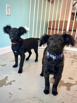 Poodle Dogs Available for Adoption in Los Angeles, California - Chris | PetCurious