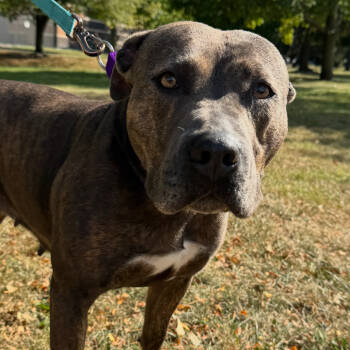 Rescue Mixed Breed Dogs for Adoption in Naperville, Illinois - Pumpkin | PetCurious