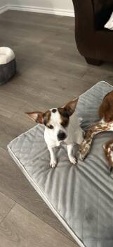 Chihuahua Dogs Available for Adoption in Plano, Texas - Sophie | PetCurious