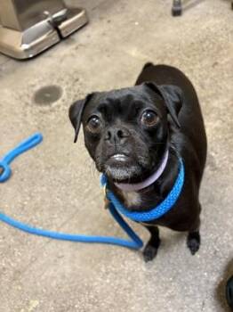 Chopper -  Miniature Pinscher and Pug Dog for Adoption in Honolulu, Hawaii - Chopper | PetCurious