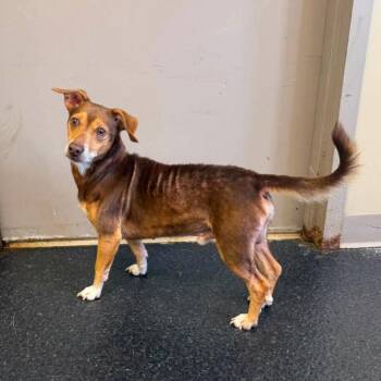 Atticus -  Miniature Pinscher and Mixed Breed Dog for Adoption - Atticus | PetCurious