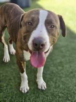 Mixed Breed Dogs Available for Adoption in Savannah, Georgia - Bruno | PetCurious