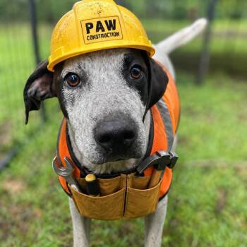 Dozer -  Australian Cattle Dog Blue Heeler Dog for Adoption in Valley, Alabama - Dozer | PetCurious