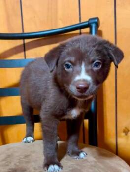 Dupre -  Catahoula Leopard Dog and Shepherd Dog for Adoption in El Dorado, Arkansas - Dupre | PetCurious