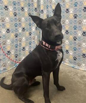 Labrador Retriever and Mixed Breed Dogs Available for Adoption in Rosenberg, Texas - OBSIDIAN | PetCurious