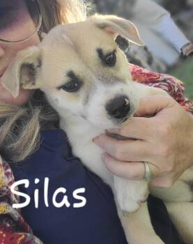 Black Mouth Cur Dogs Available for Adoption in Tallahassee, Florida - Silas | PetCurious