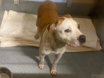 GRISELDA -  Pit Bull Terrier and Mixed Breed Dog for Adoption in Tustin, California - GRISELDA | PetCurious