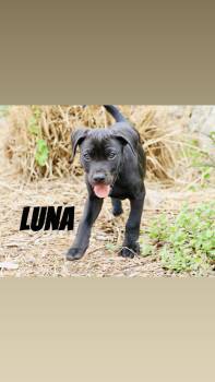 Catahoula Leopard Dog Dogs Available for Adoption in Warren, Maine - Luna - TX | PetCurious