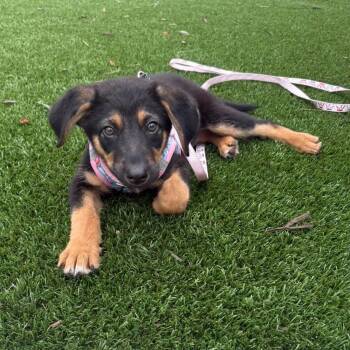 Chloe -  German Shepherd Dog Dog Available for Adoption in Myrtle Beach, South Carolina - Chloe | PetCurious