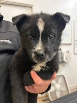 Border Collie and Shepherd Dogs Available for Adoption - Scout | PetCurious