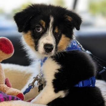 Australian Shepherd Dogs Available for Adoption in Naperville, Illinois - T-Bear | PetCurious