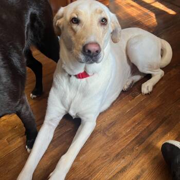 Rescue Labrador Retriever Dogs for Adoption in Broken Arrow, Oklahoma - BUSTER | PetCurious