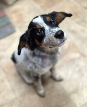 Eagle -  Pointer and Welsh Springer Spaniel Dog for Adoption in Savannah, Georgia - Eagle | PetCurious