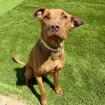 Rescue Mixed Breed Dogs for Adoption in Las Cruces, New Mexico - Jackson | PetCurious