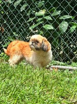Jolene -  Poodle and Mixed Breed Dog for Adoption in Hobart, Indiana - Jolene | PetCurious