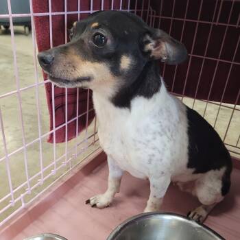 Jack Russell Terrier and Chihuahua Dogs Available for Adoption in Urbana, Illinois - Izzy | PetCurious