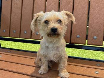 Poodle Dogs Available for Adoption in Tustin, California - BOGARD | PetCurious
