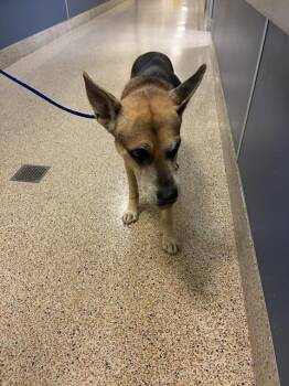 LARRY -  German Shepherd Dog and Mixed Breed Dog for Adoption in Doral, Florida - LARRY | PetCurious