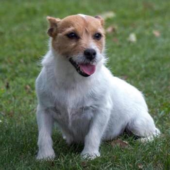 Tinker -  Jack Russell Terrier Dog for Adoption in Tunkhannock, Pennsylvania - Tinker | PetCurious
